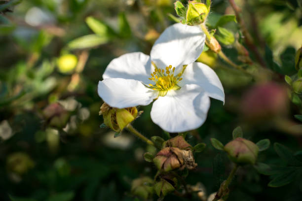 Small White Rose (macro close-up) stock photo