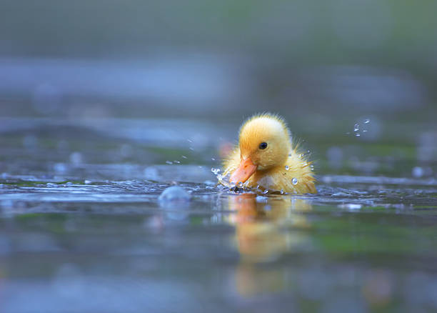 A small yellow ducking swimming in water stock photo