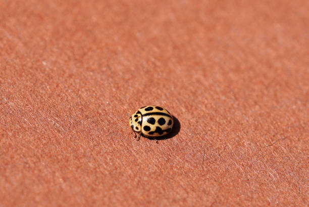Small yellow ladybug on a brown background. stock photo