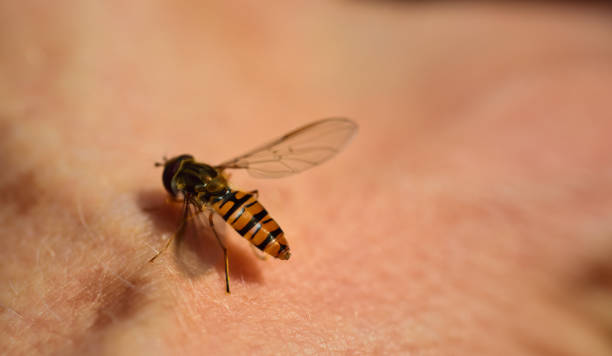 A small yellow-striped hoverfly sits on the skin of a bright human and waits in front of background and space for text A small yellow-striped hoverfly sits on the skin of a bright human and waits in front of background and space for text macro body hair stock pictures, royalty-free photos & images