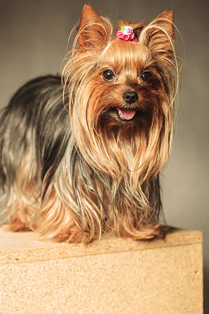 Background Of A Cute Haircuts For Yorkies Stock Photos Pictures