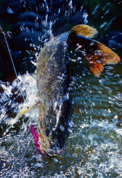 Smallmouth Bass 740 smallmouth bass caught on an artificial worm bass fish jumping stock pictures, royalty-free photos & images