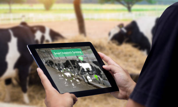 Smart Agritech livestock farming. Hands using digital tablet with blurred cow as background dairy farm stock pictures, royalty-free photos & images