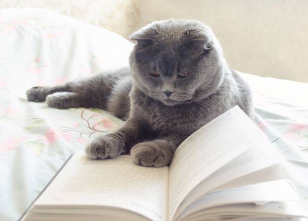 a smart cat on the bed reading a book - book cat imagens e fotografias de stock