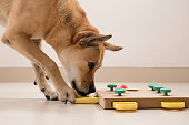 istock Smart dog is looking for delicious dried treats in intellectual game and eating them, close up. Intellectual game for dogs. and training of nose work with pet. brain game training for dogs 1333782459