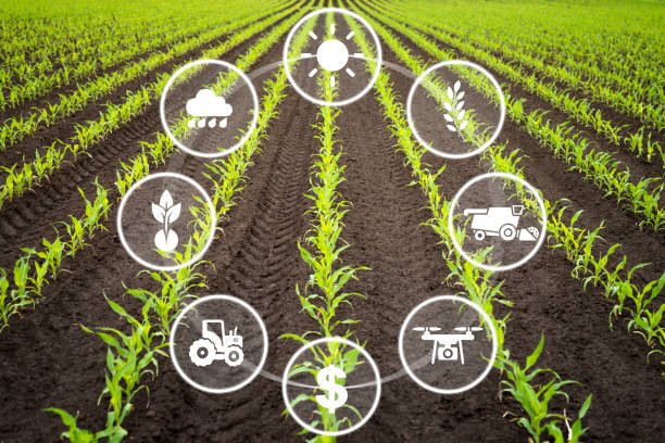 understand the trends in agricultural productivity relative to population growth