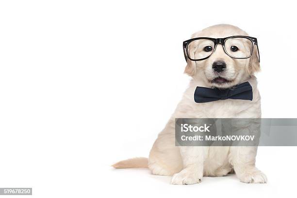 Smart Elegant Golden Retriever Puppies