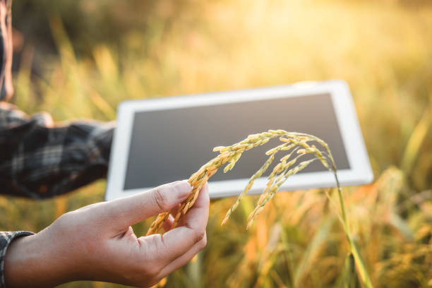 smart farming agricultural technology and organic agriculture woman using the research tablet and studying the development of rice varieties in rice field - natural food web imagens e fotografias de stock