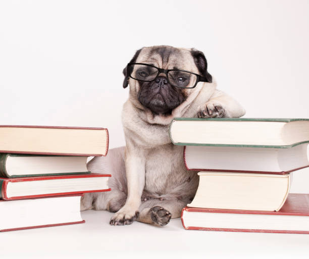 smart intelligent pug puppy dog with reading glasses, sitting down between piles of books stock photo