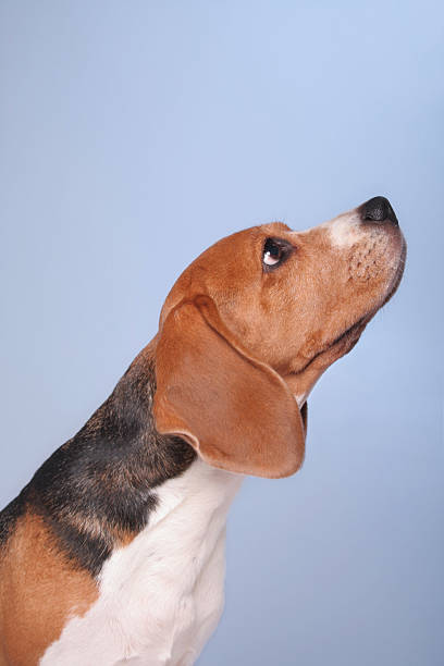 I smell something up there Cute tricolor hunting dog pointing with his muzzle snorting stock pictures, royalty-free photos & images