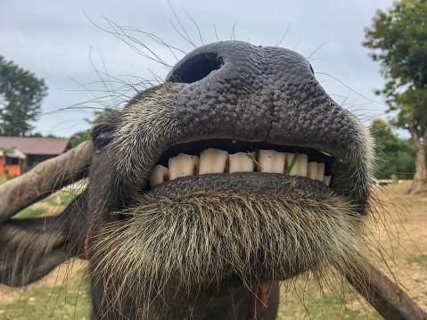 Smiling buffalo