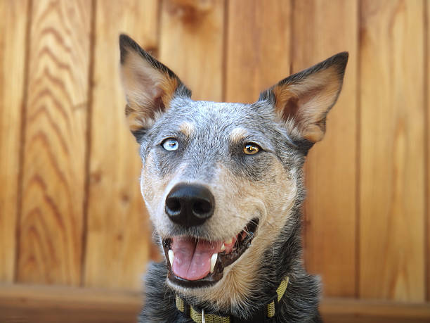 Smiling Australian Cattle Dog Headshot on wood background stock photo