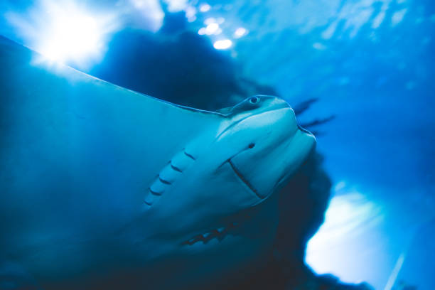 Smiling blue ray fish stock photo