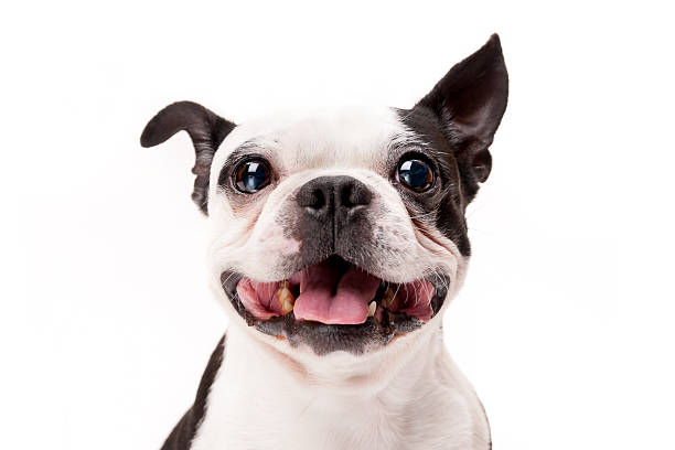 smiling boston terrier dog on white background close-up - djurhuvud bildbanksfoton och bilder