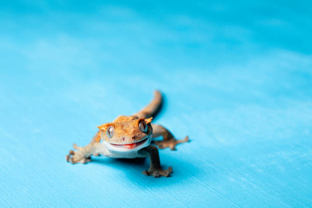 Smiling crested gecko at blue background stock photo