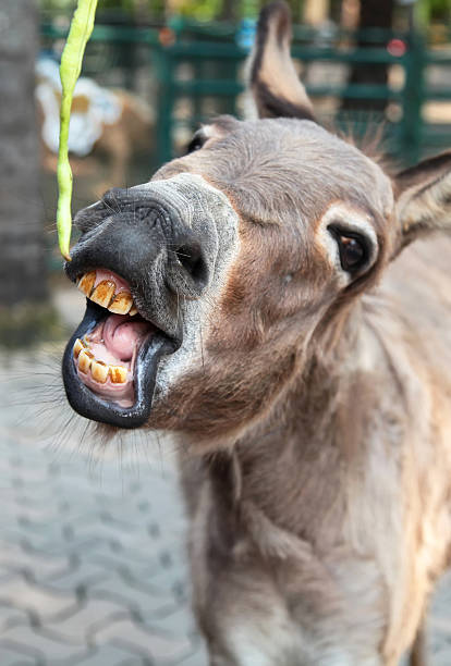 Smiling donkey Donkey with open mouth and yellow terrible teeth eating green food donkey teeth stock pictures, royalty-free photos & images