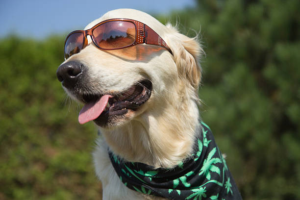 Smiling Golden Retriever with sunglasses stock photo