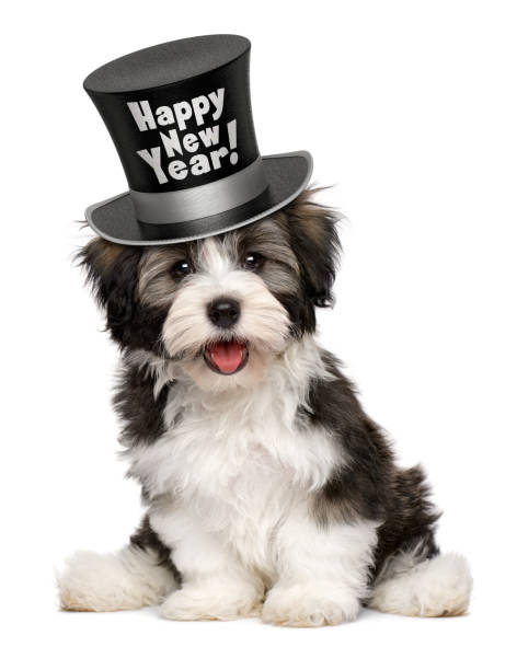 Smiling havanese puppy is wearing a Happy New Year top hat Happy smiling havanese puppy dog is wearing a black Happy New Year top hat, isolated on white background happy new year dog stock pictures, royalty-free photos & images