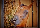 istock Smiling horse chewing hay 1299256572