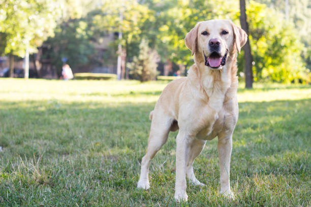 Smiling labrador dog in the city park stock photo