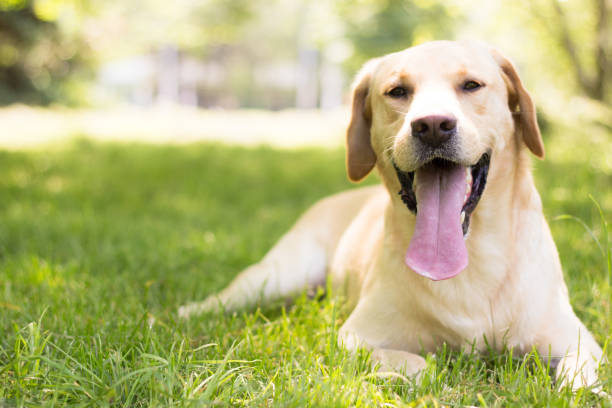 Smiling labrador dog stock photo