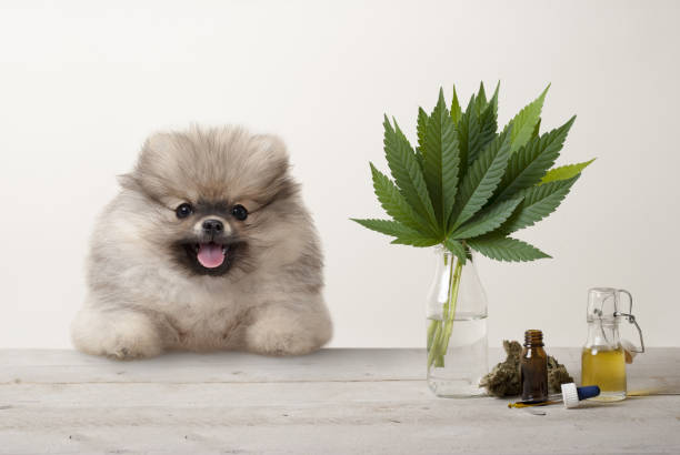 smiling pomeranian puppy dog and marujuana cannabis sativa weed leaves, flower bud and CBD oil in glass dropper bottle, on wooden table stock photo