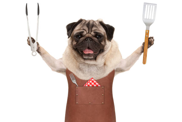 smiling pug dog wearing leather barbecue apron, holding meat tong and spatula stock photo
