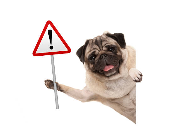 smiling pug puppy dog holding up red warning, attention traffic sign stock photo