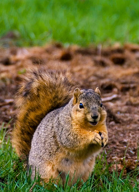 Smiling Squirrel  dead squirrel stock pictures, royalty-free photos & images