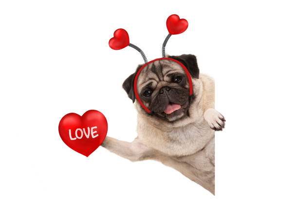 smiling Valentine's day pug dog holding up red heart with text love stock photo
