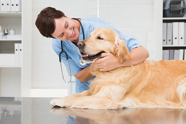 Smiling veterinarian examining a cute golden retriever Smiling veterinarian examining a cute dog in medical office veterinarian stock pictures, royalty-free photos & images