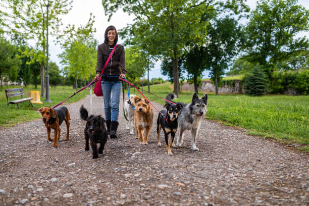 Smiling woman walking with adopted dogs stock photo