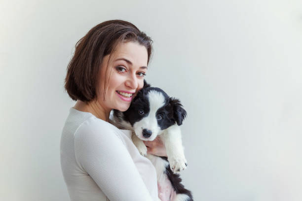 Smiling young attractive woman embracing huging cute puppy dog border collie isolated on white background Smiling young attractive woman embracing cute puppy dog border collie isolated on white background. Girl huging new lovely member of family. Pet care and animals concept beautiful young brunette girl playing with her dog stock pictures, royalty-free photos & images