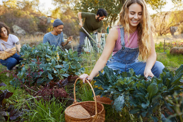Smiling young woman working with friends in vegetable garden Smiling woman and a diverse group of friends working together in their vegetable garden on a farm community garden stock pictures, royalty-free photos & images