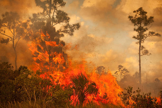 Smoke and burnt wilderness emergency stock photo