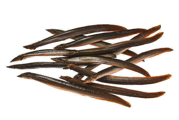 smoked eels - paling stockfoto's en -beelden