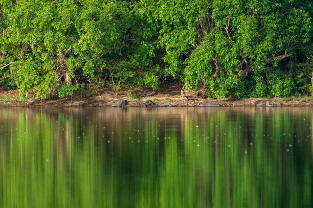 glatt beschichtet otter oder lutrogale pers spiegel bild spielen in grün ruhigem wasser von ramganga fluss im jim corbett nationalpark, uttarakhand, indien - indische fischotter stock-fotos und bilder