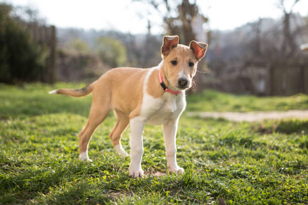 Short Hair Collie Stock Photos Pictures Royalty Free Images