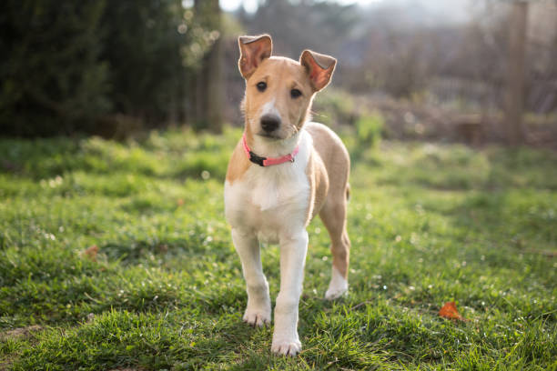 Smooth Collie Puppy Stock Photo Download Image Now Istock