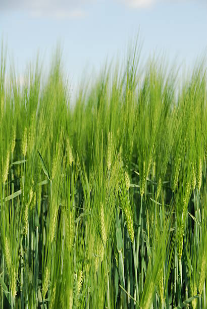 smooth growing barley stock photo