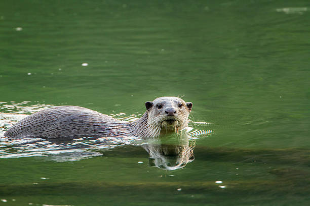 glattbeschichteter otter im nationalpark bardia, nepal - indische fischotter stock-fotos und bilder