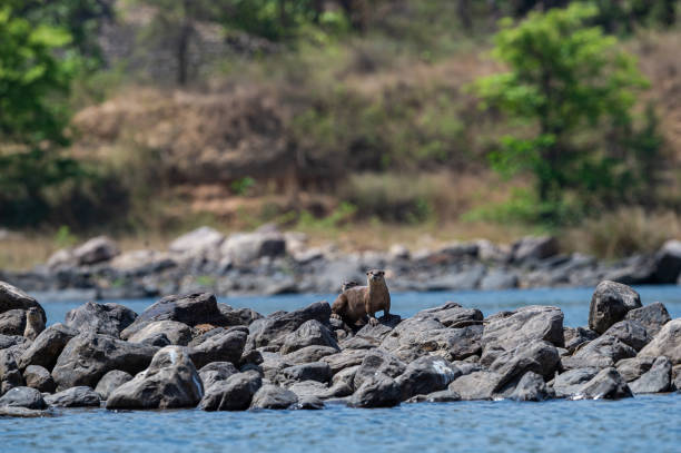 glattbeschichteter fischotter oder lutrogale pers familie spielen in blauem wasser von ramganga fluss im jim corbett nationalpark, uttarakhand, indien - indische fischotter stock-fotos und bilder