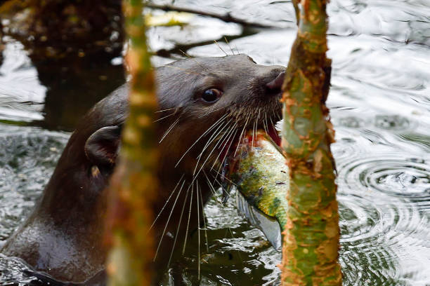 smooth-coated otter - indische fischotter stock-fotos und bilder