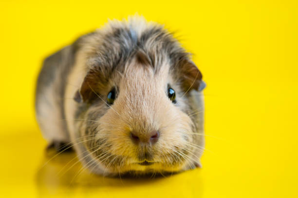 Smooth-haired guinea pig beige-black colors on a yellow background Smooth-haired guinea pig beige-black colors on a yellow background guinea pig stock pictures, royalty-free photos & images