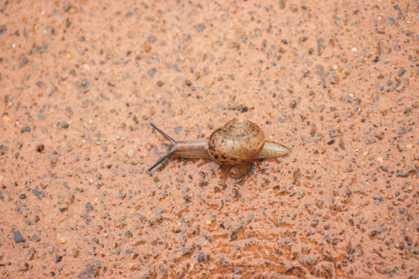 A snail crawling on the road. stock photo