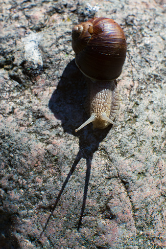 A snail crawls on a stone on a hot day. Long shadows from the antennas are in front of her.