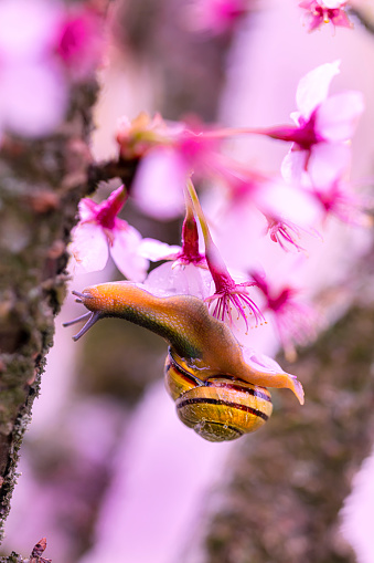A snail in a cherry tree blossom tree