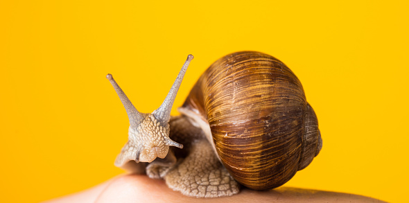 snail in shell with horns on human hand, natural cosmetology.