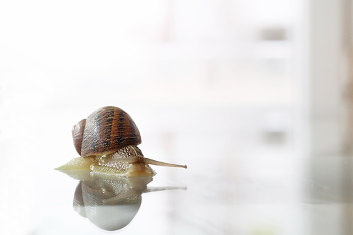 Snail moving slowly on reflective surface
