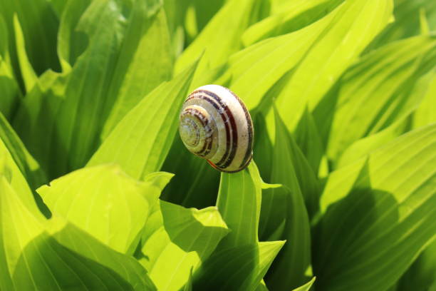 Snail on a leaf stock photo